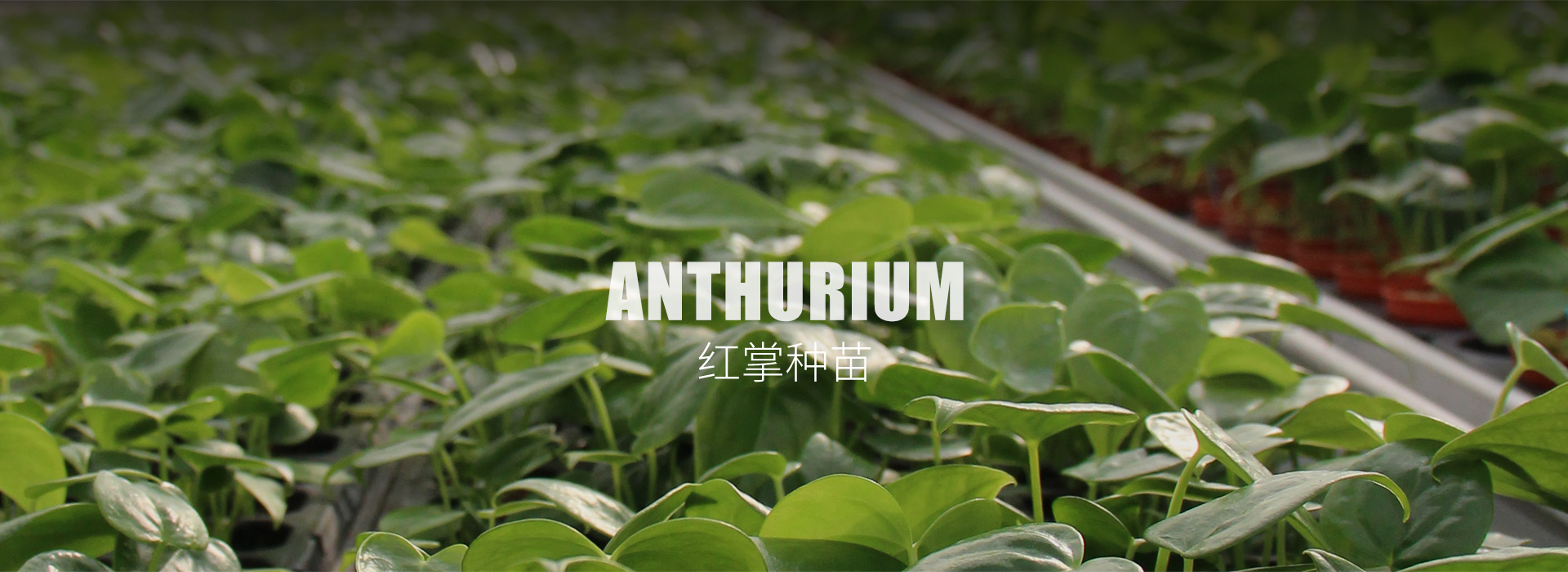 紅掌種苗